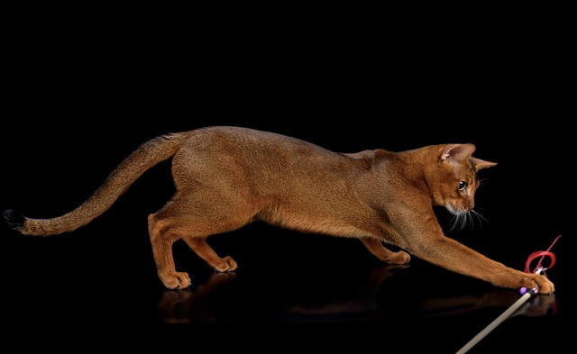 Абиссинский кот Ксеркс играет с дразнилкой студийное фото