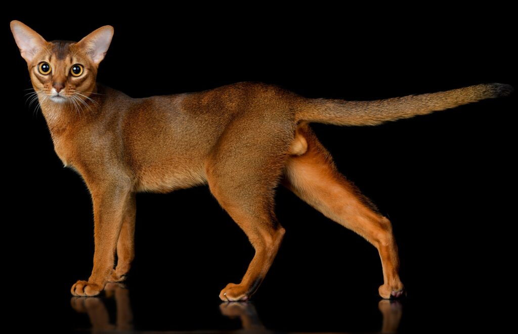 Абиссинский кот окраса дикий питомник Regal Abyss Краснодар