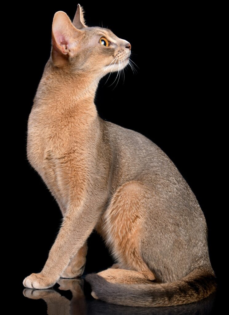 "Абиссинская кошка голубого окраса питомник Regal Abyss Краснодар"