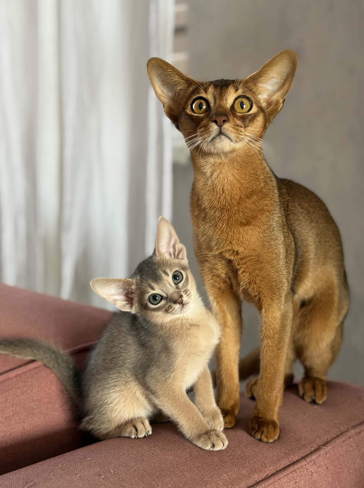 Котята из питомника Regal Abyss в Краснодаре