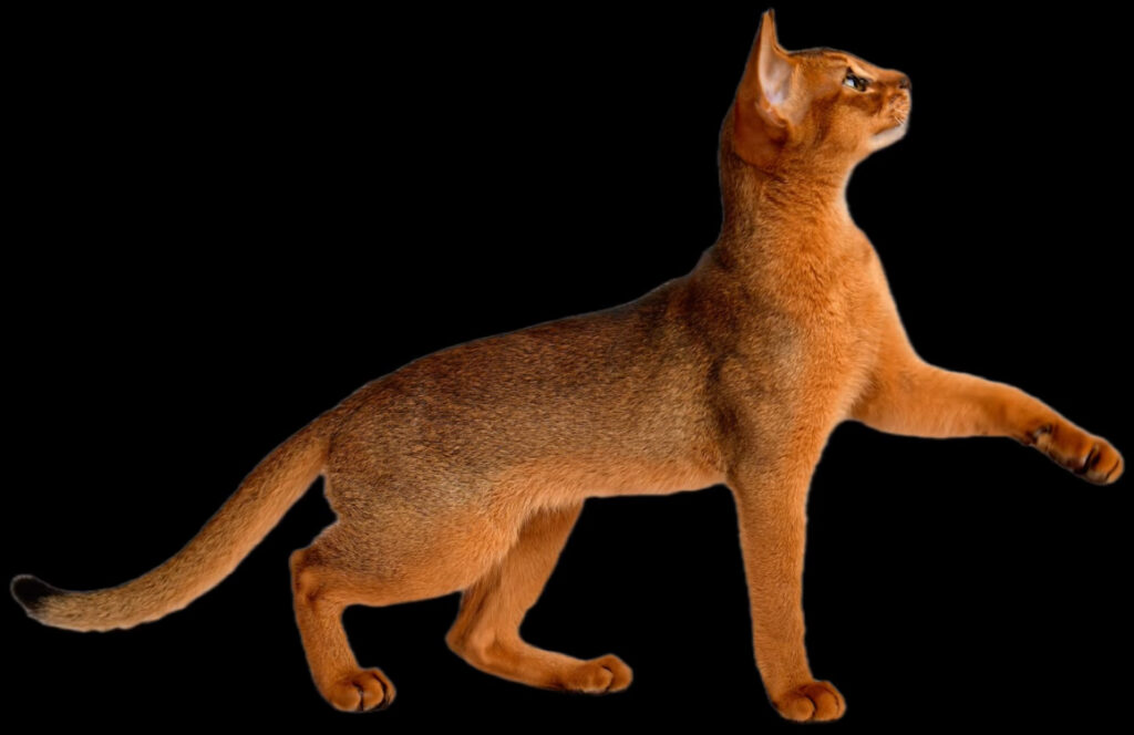 Грациозная абиссинская кошка окраса дикий в студийной обстановке позирует фотографу, питомник Краснодар