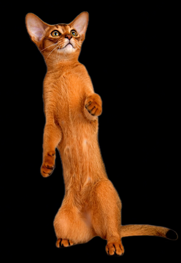 Абиссинский котенок девочка дикого окраса увлеченно следит за игрушкой в позе сурриката