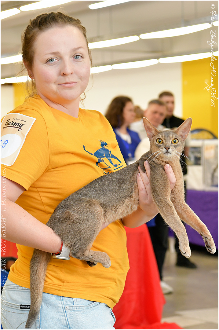 Международная выставка кошек WCF в городе Новороссийске 2025