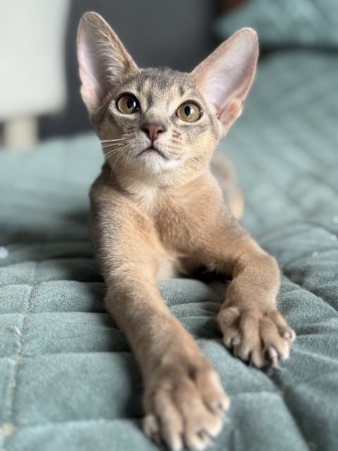 Абиссинский котенок девочка из питомника на продажу