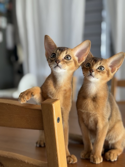 dikie kotyata iz pitomnika regal abyss