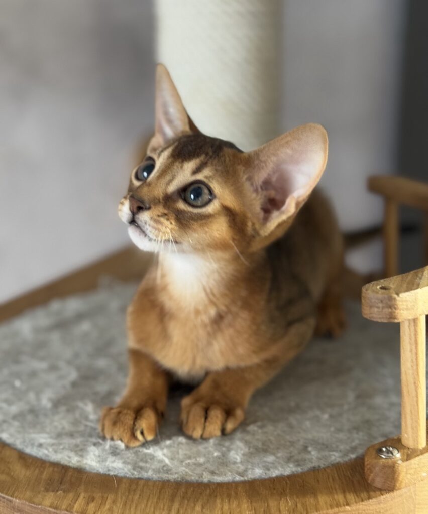 Абиссинский котенок дикого окраса, питомник Regal Abyss Краснодар