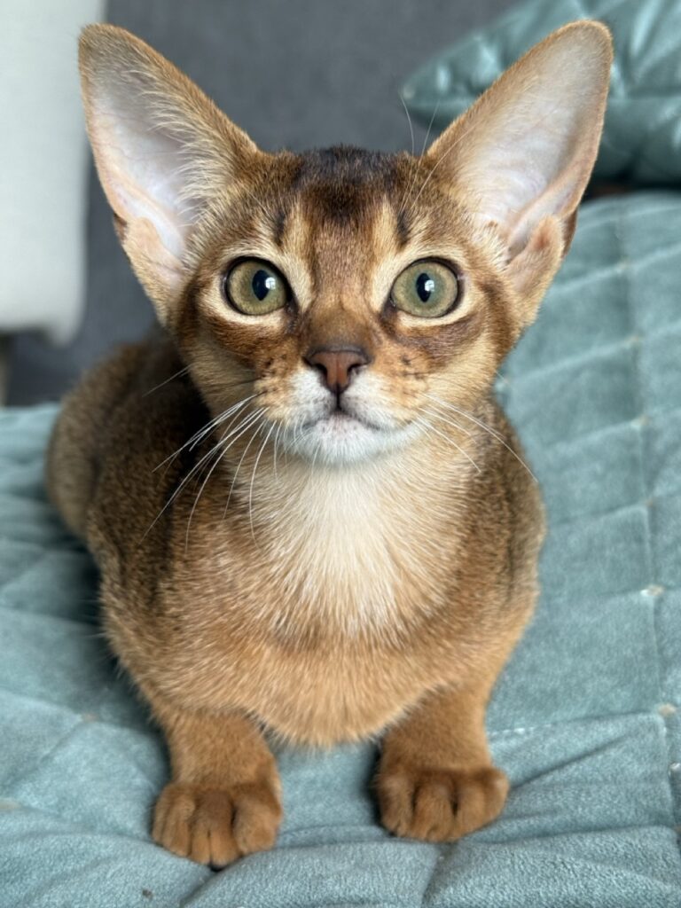 Абиссинский котенок дикого окраса с широко открытыми глазами питомник Regal Abyss