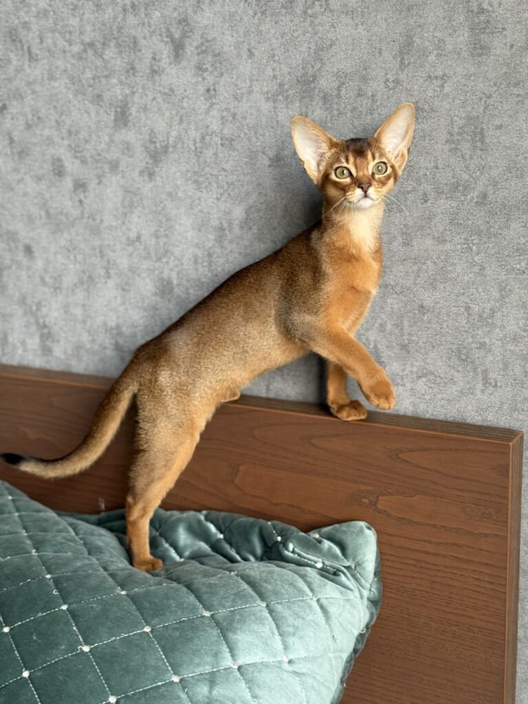 Грациозная абиссинка из питомника Regal Abyss