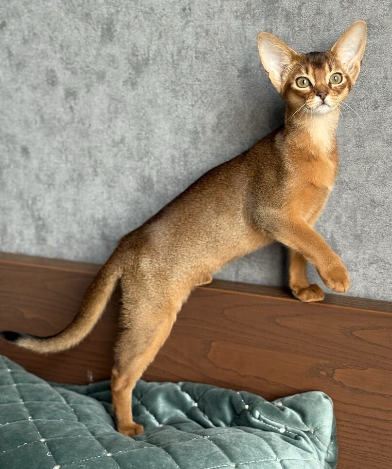 Грациозная дикая абиссинка из питомника Regal Abyss