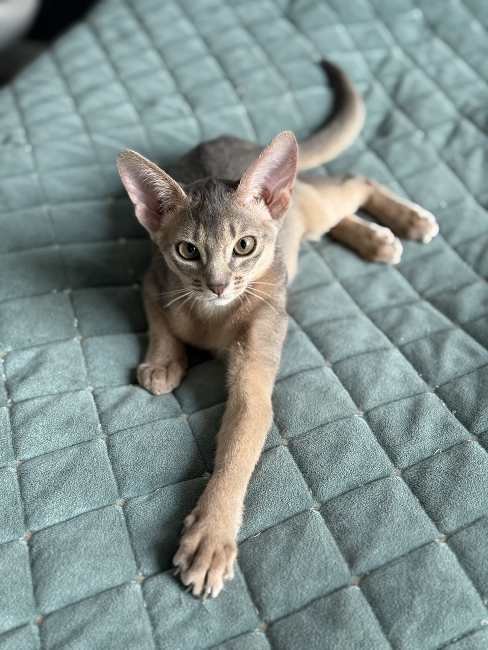 Девочка голубого окраса абиссинка