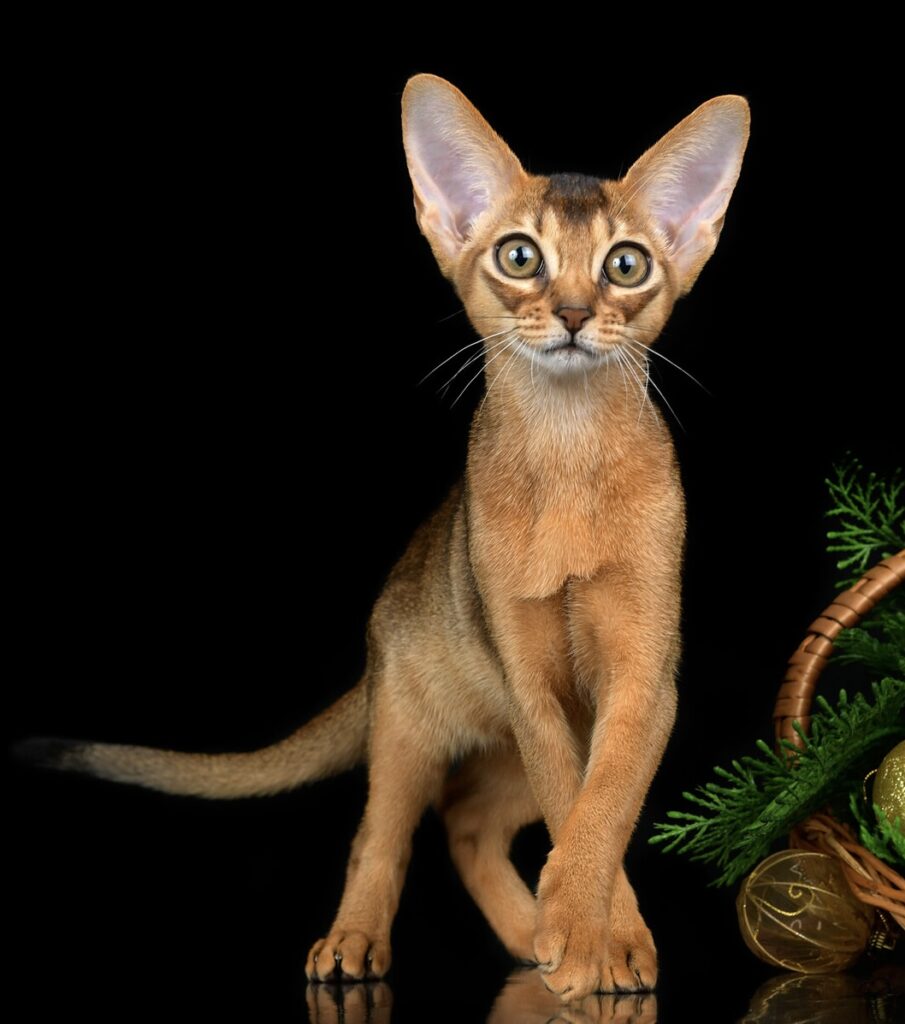 Абиссинские котята к Новому году из питомника Regal Abyss