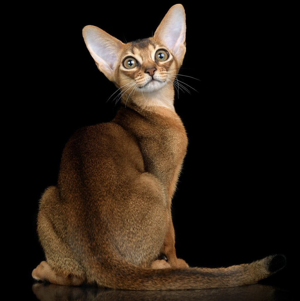 Студиное фото абиссинского котенка из питомника Regal Abyss