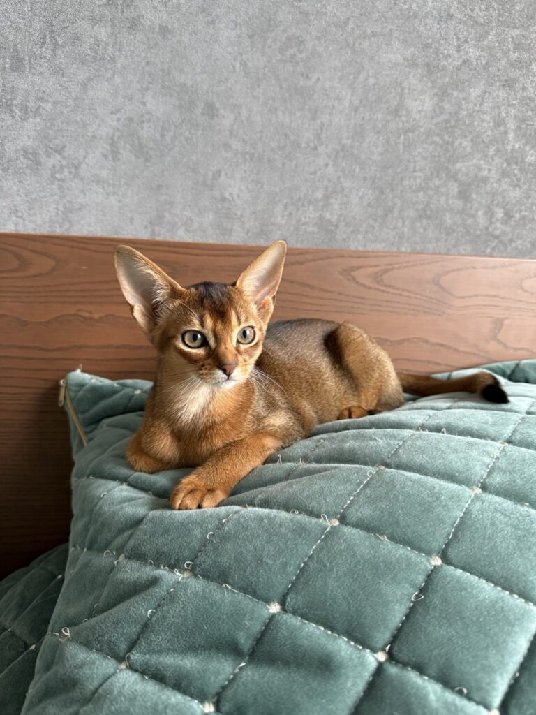 Питомник абиссинских кошек Regal Abyss Краснодар