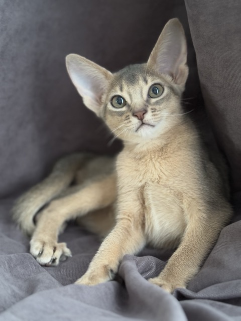 Редкий голубой окрас абиссинской кошки