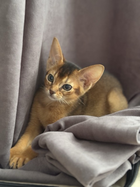 Абиссинская кошка ruddy, классический окрас
