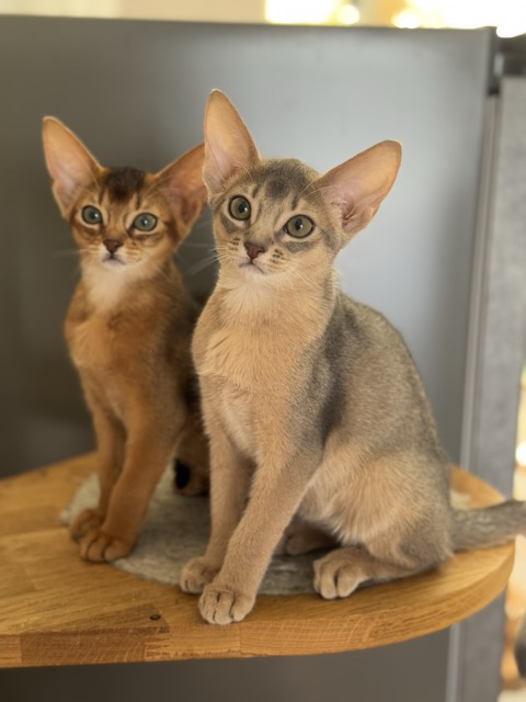 Условия содержания котят в питомнике