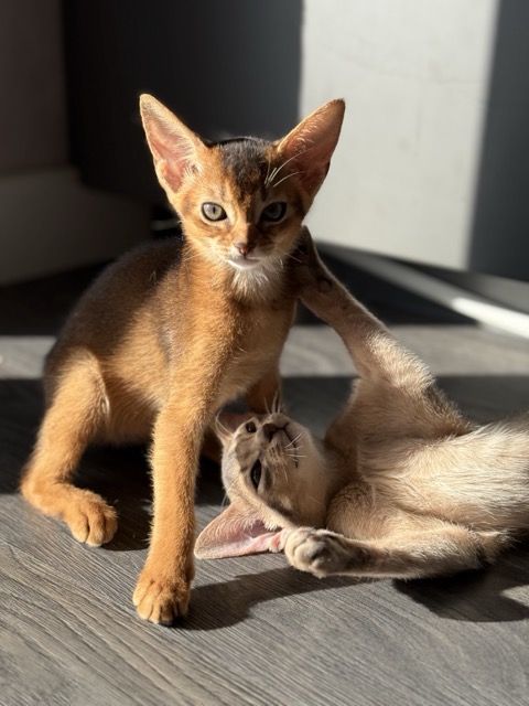 Социализация абиссинских котят