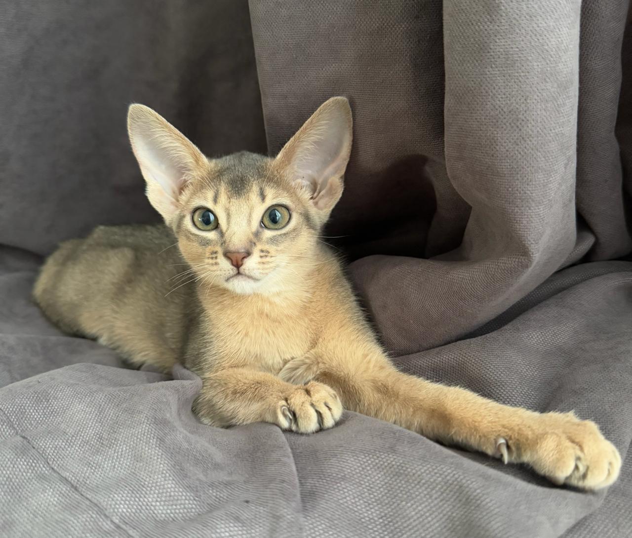 Абиссинский котенок голубого окраса на продажу из питомника Regal Abyss