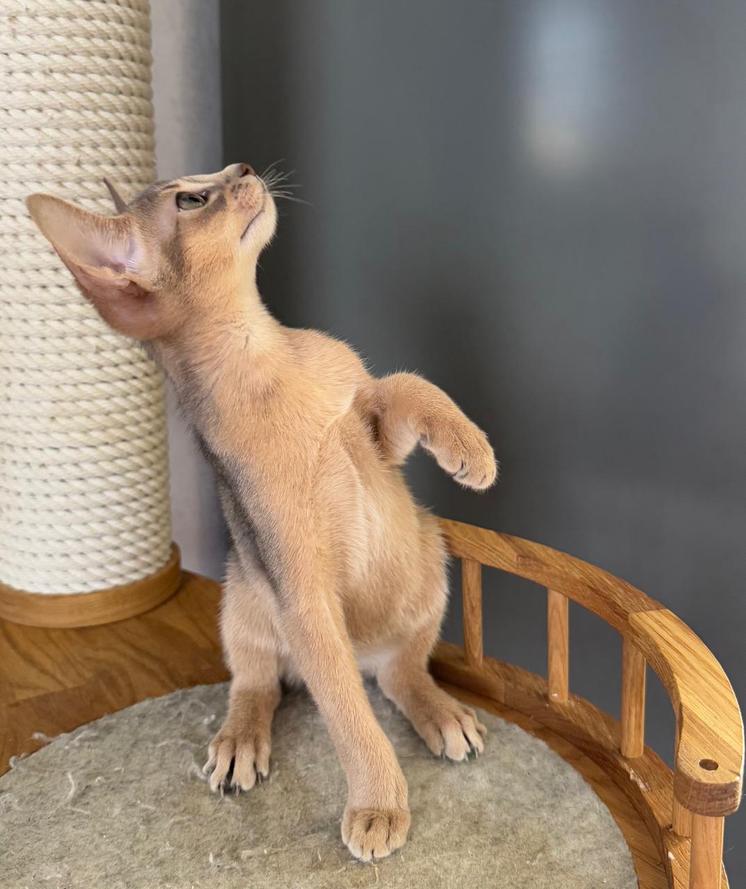 Абиссинская голубая кошка играет