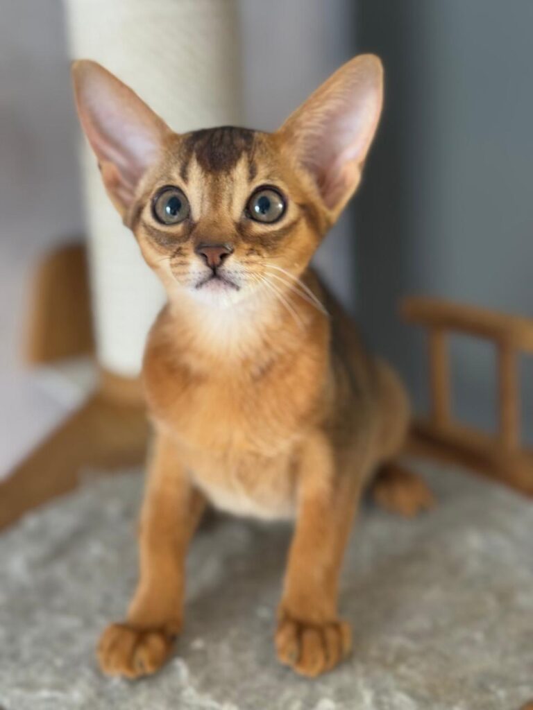 Абиссинский котенок дикого окраса на продажу из питомника Regal Abyss