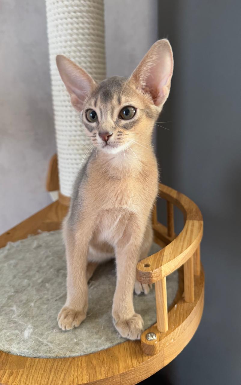 Голубая абиссинская кошка, редкий окрас blue