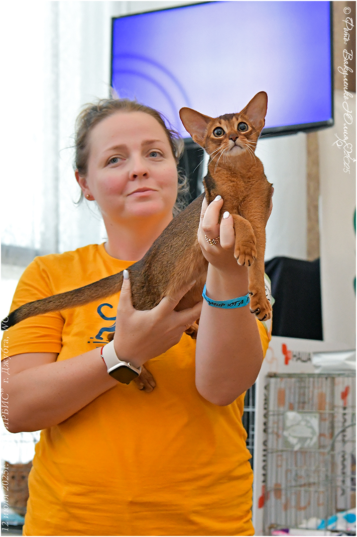 Абиссинская кошка Аглая JCh WCF Junior Champion