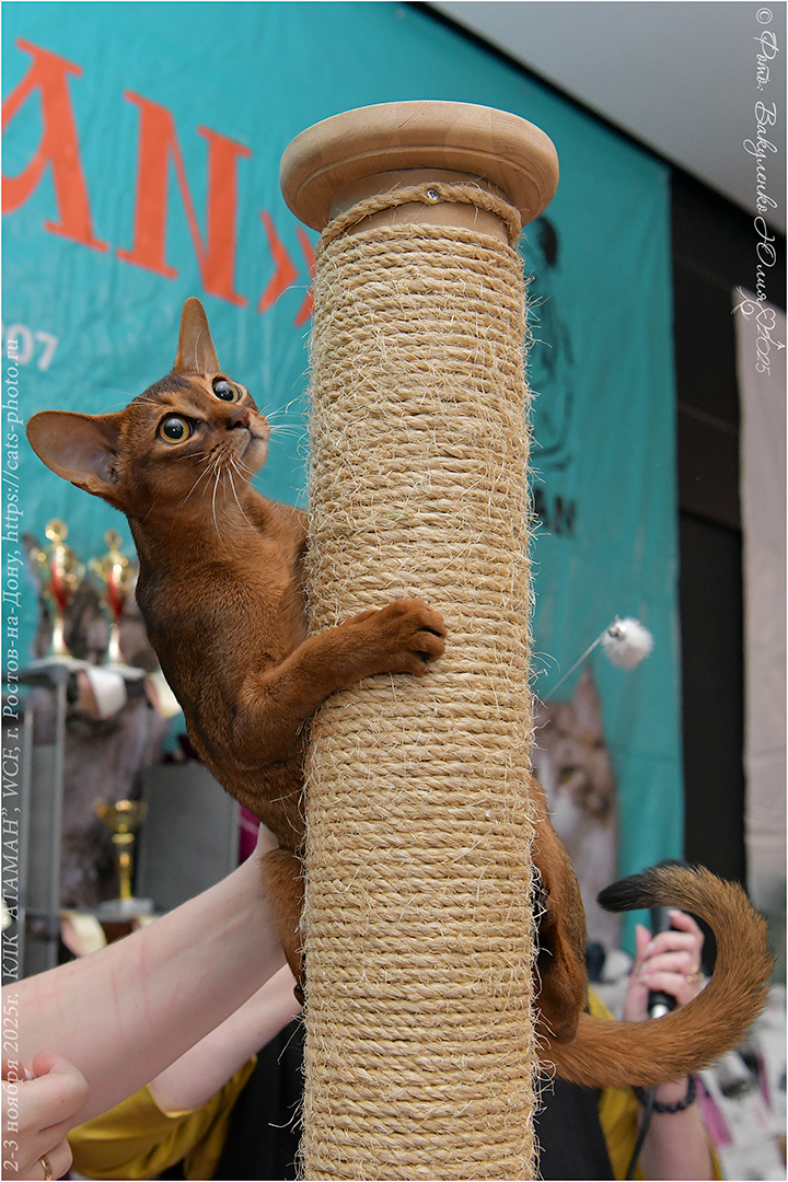 Абиссинская кошка Аглая из питомника Regal Abyss на Международной выставке кошек WCF показывает свою ловкость в ринге молодых