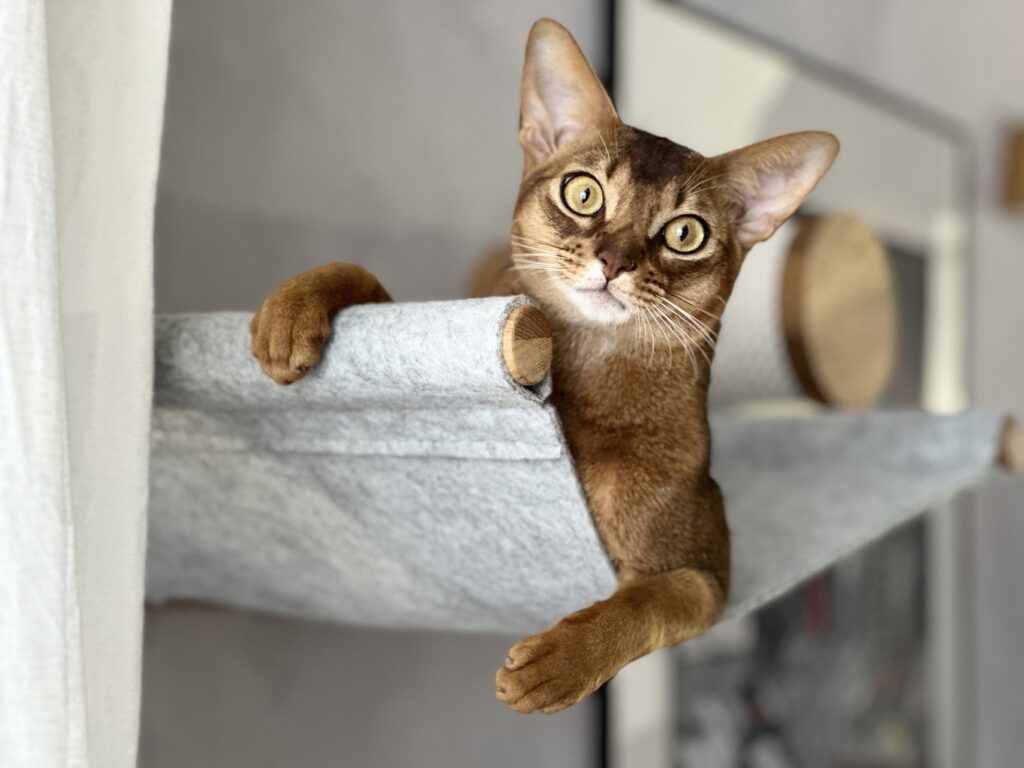 Абиссинский кот на лежанке Catsby Family