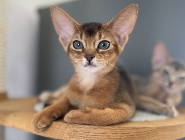 Абиссинский котенок с большими ушами и глазами красиво лежит на лежанке