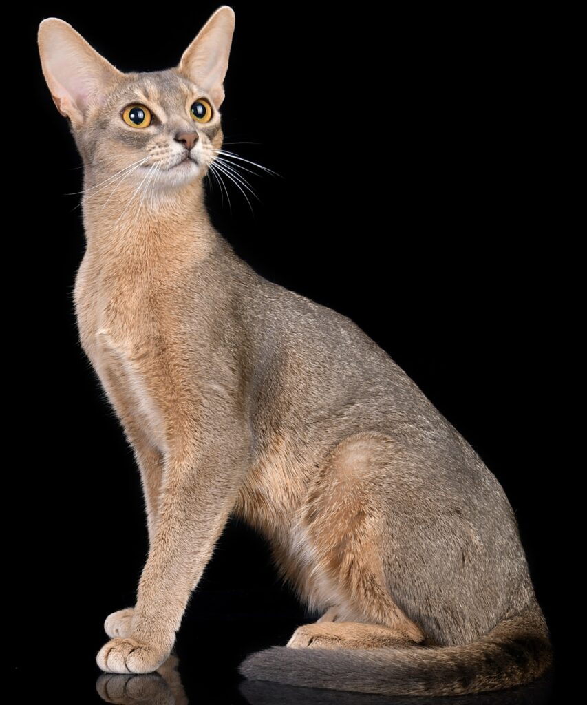 Абиссинская кошка в голубом окрасе производитель питомника Regal Abyss в Краснодаре студийное фото