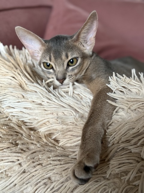 Голубая абиссинская кошка, редкий окрас blue