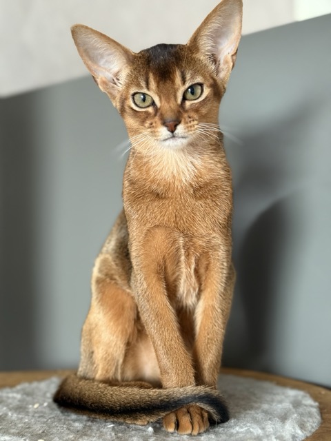 abyssinka kak statuetka