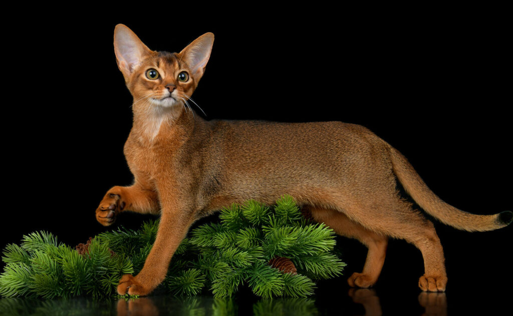 Абиссинский котенок девочка дикого окраса, питомник Regal Abyss, Краснодар