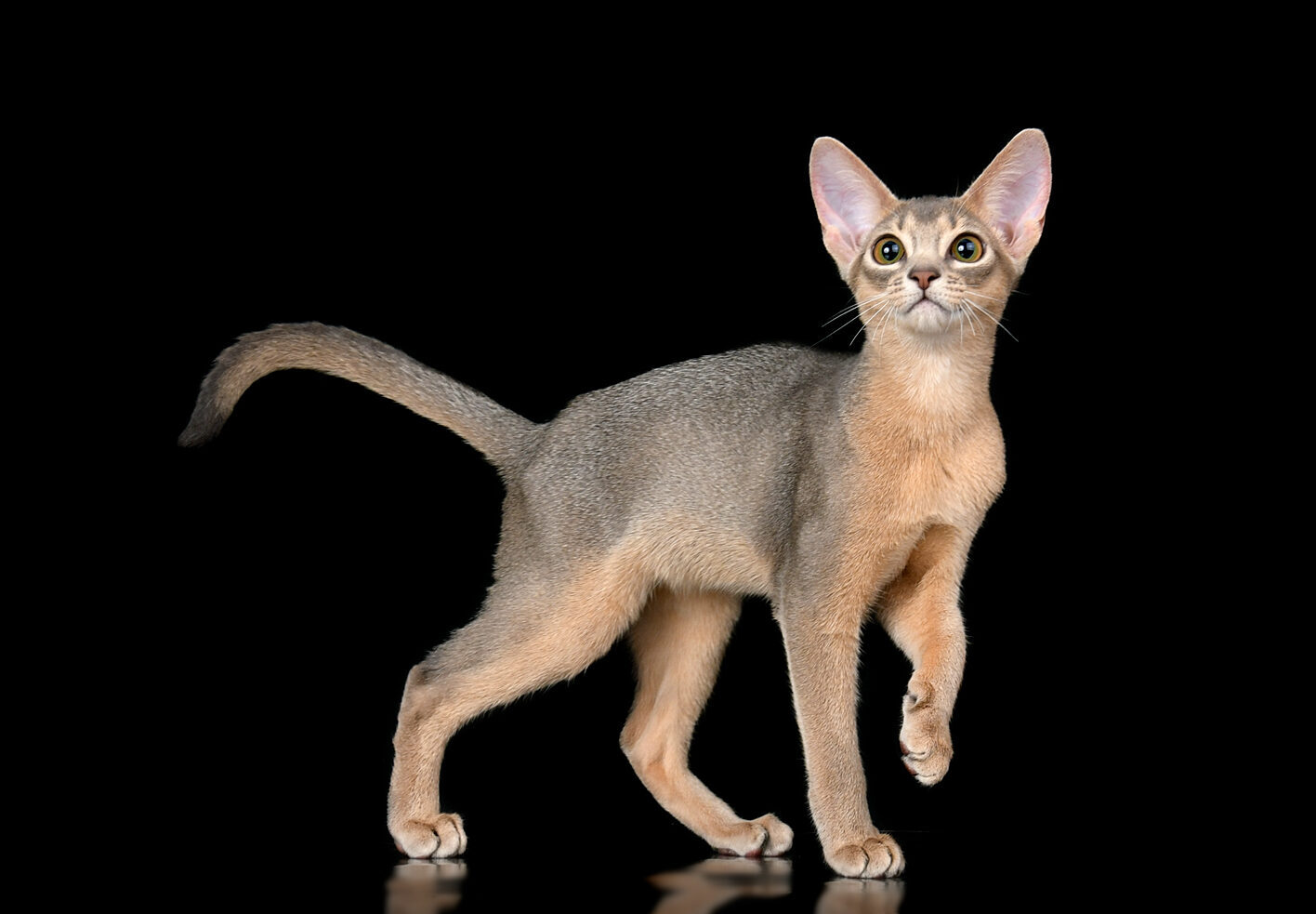 Абиссинские котята питомника Regal Abyss в Краснодаре Абиссинская кошка голубого окраса 4 месяца, питомник Regal Abyss