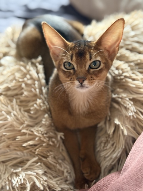 Абиссинский котенок дикого окраса, питомник Regal Abyss Краснодар