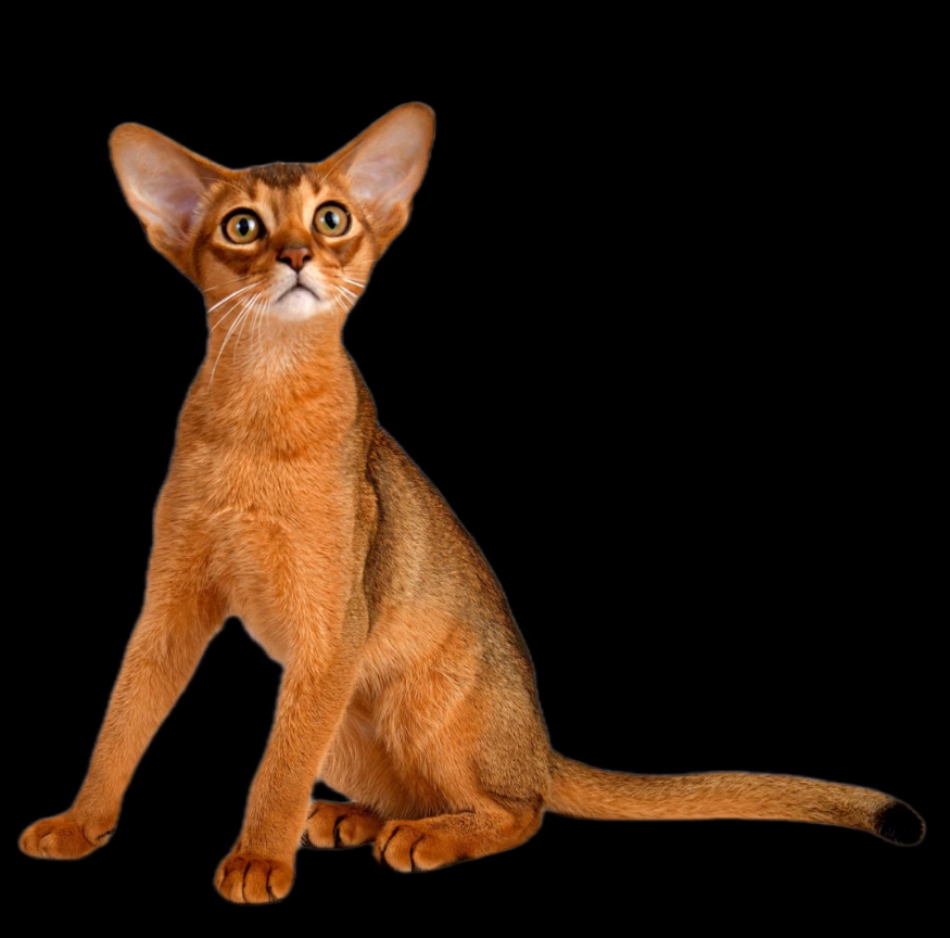 Абиссинская кошка Аглая J-Ch WCF, чемпион породы