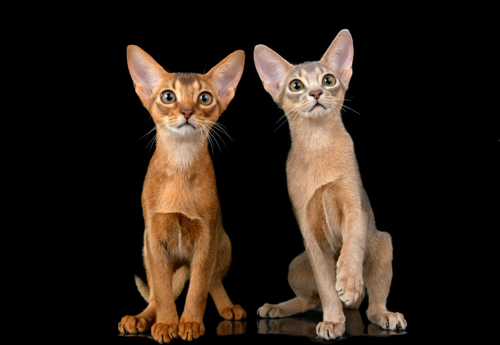 Питомник абиссинских кошек Regal Abyss Краснодар