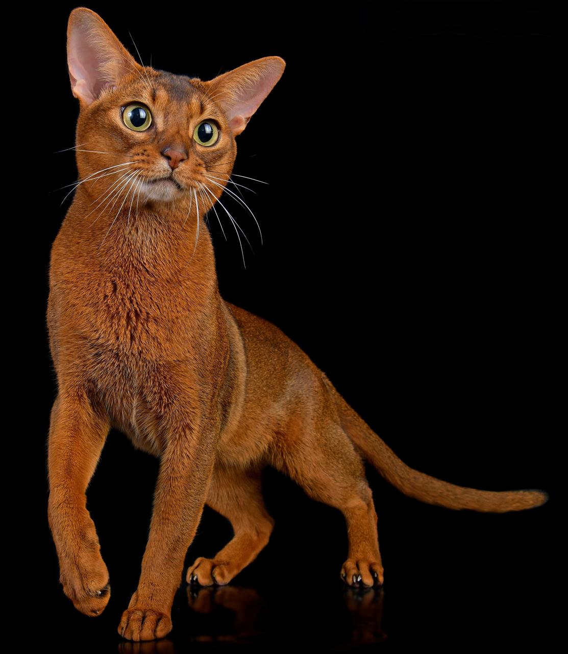 Абиссинский кот Ксеркс GICh WCF, титулованный производитель