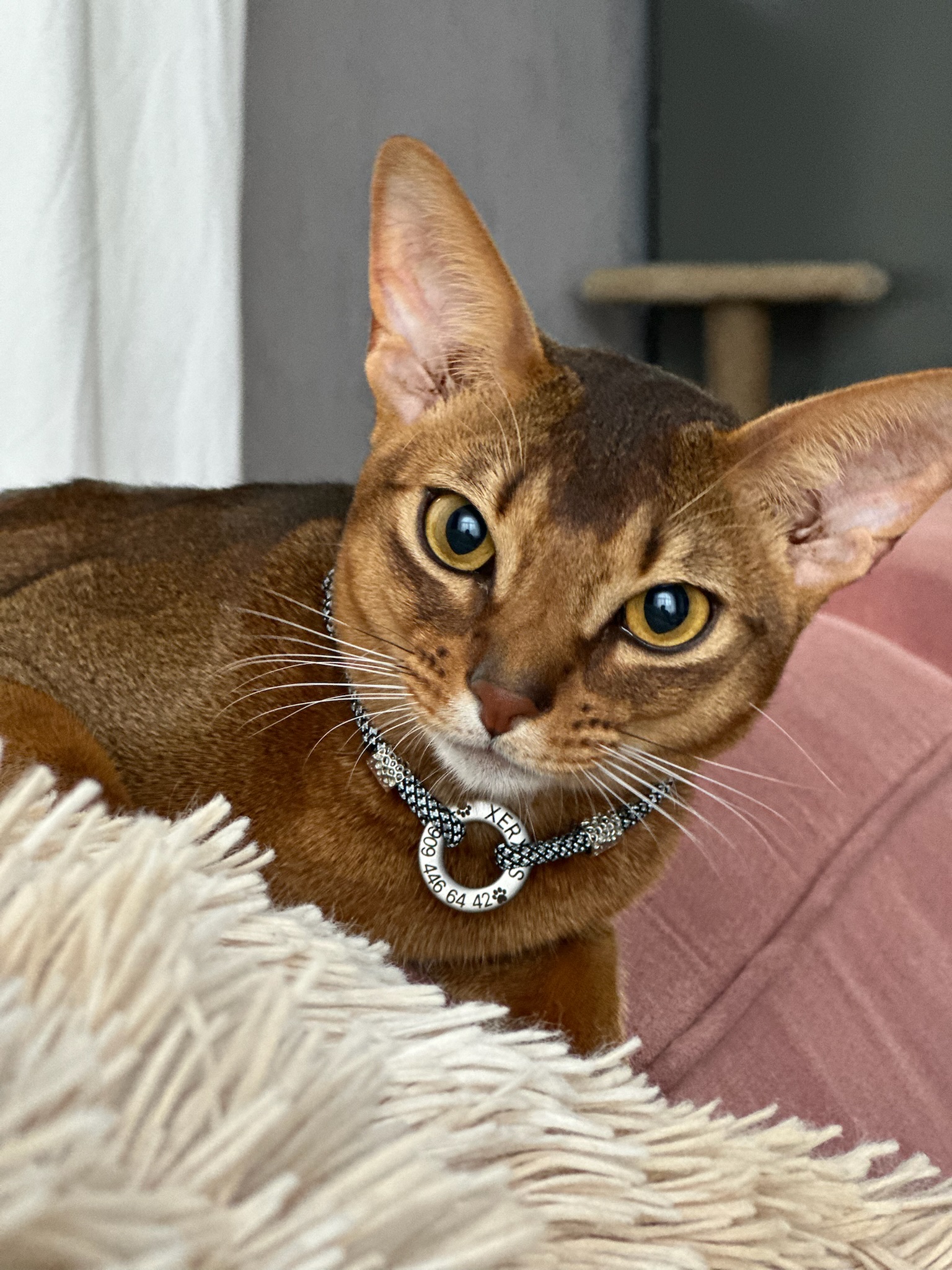 Титулованный абиссинец WCF, питомник Regal Abyss