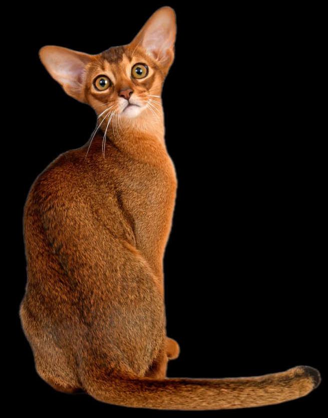 Абиссинская кошечка дикого окраса повернулась спиной