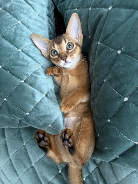 Абиссинский котенок дикого окраса девочка лежит в подушках на бирюзовой кровати с удивленным выражением мордочки