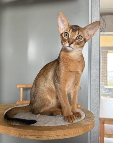 Котенок абиссинской породы дикий окрас 4 месяца