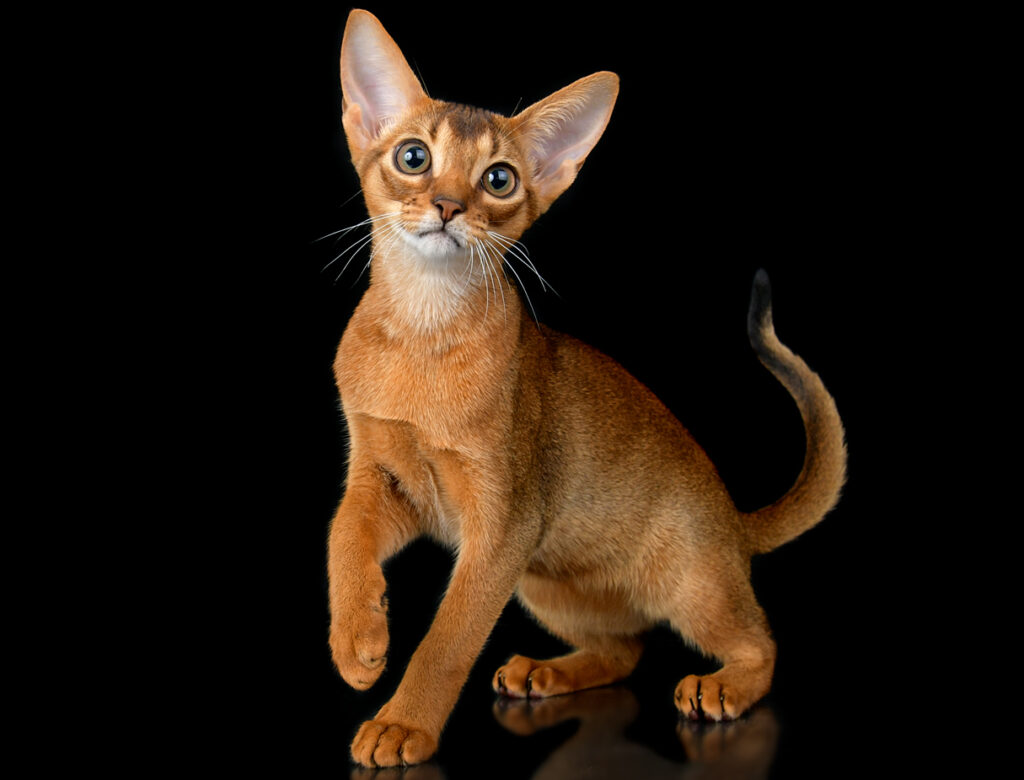 Абиссинские котята питомника Regal Abyss в Краснодаре Абиссинский котенок играет, питомник Краснодар