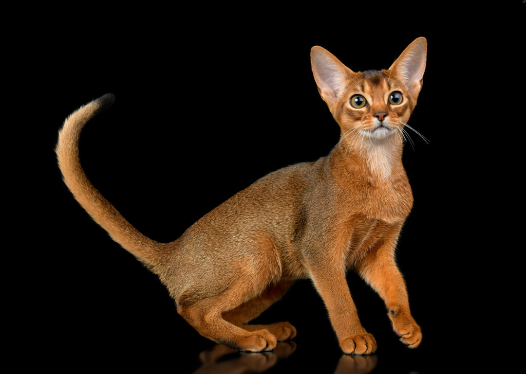 Абиссинские котята питомника Regal Abyss в Краснодаре Абиссинский котенок дикого окраса играет, питомник Краснодар