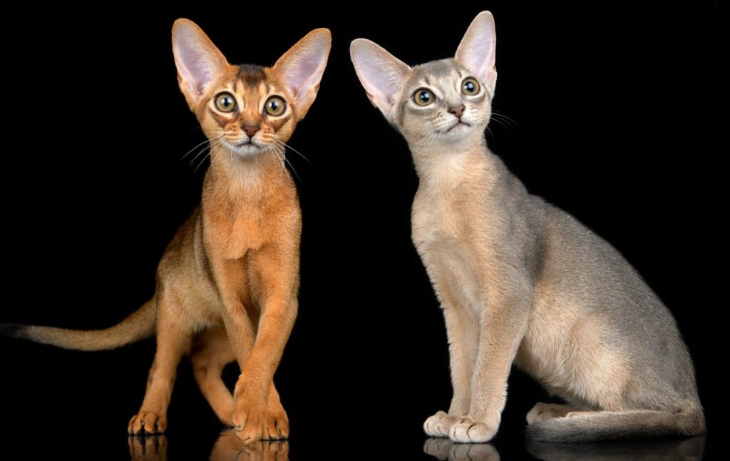 Абиссинские котята на продажу Краснодар, дикий и голубой окрас