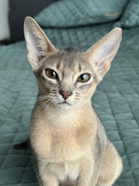 Абиссинский котенок голубого окраса девочка