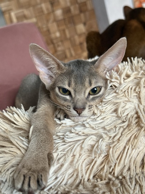 Редкий голубой окрас абиссинской кошки