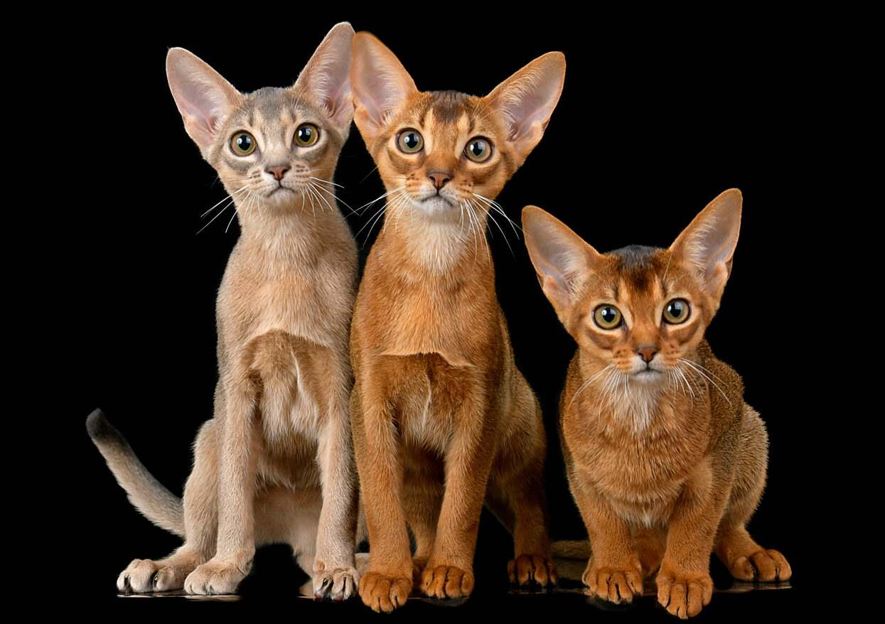 Абиссинские котята питомника Regal Abyss в Краснодаре Абиссинские котята на продажу, питомник Краснодар