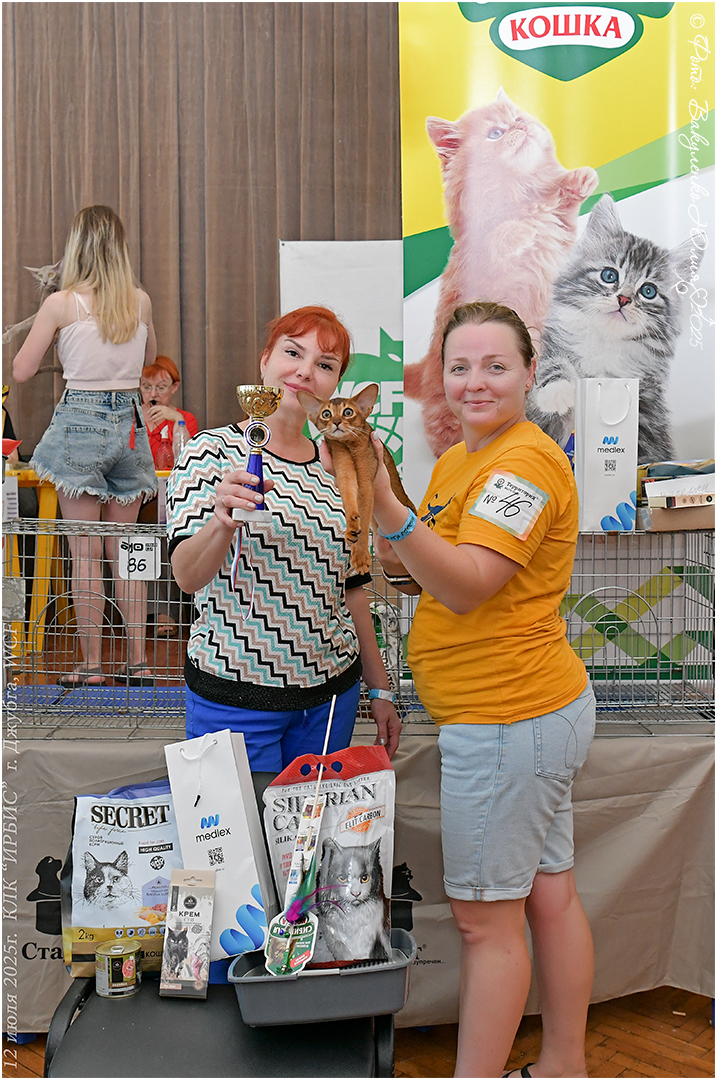Международная выставка кошек WCF в Джубге награждение лучшего котенка абиссинской кошки из питомника Regal Abyss Аглаи фото с заводчиком и владельцем