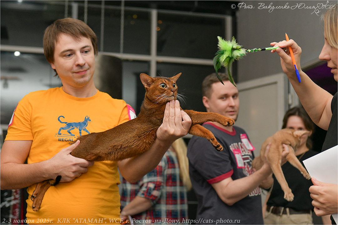 Абиссинский кот Ксеркс из питомника Regal Abyss на Международной выставке кошек WCF показывает себя во всей красе на ринге